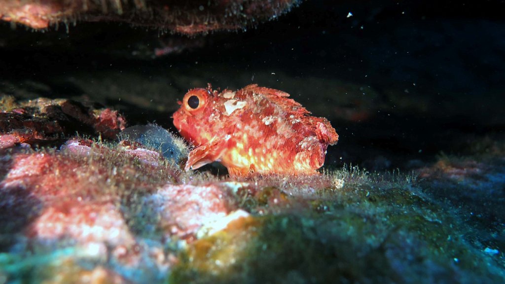 230906_IMG_8270b_petite-rascasse-rouge_Scorpaena notata.jpg